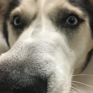 A close up of the face and nose of a dog.