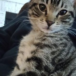 A cat is sitting on the bed and looking at the camera.