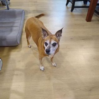 A brown and white dog standing on top of a hard wood floor.